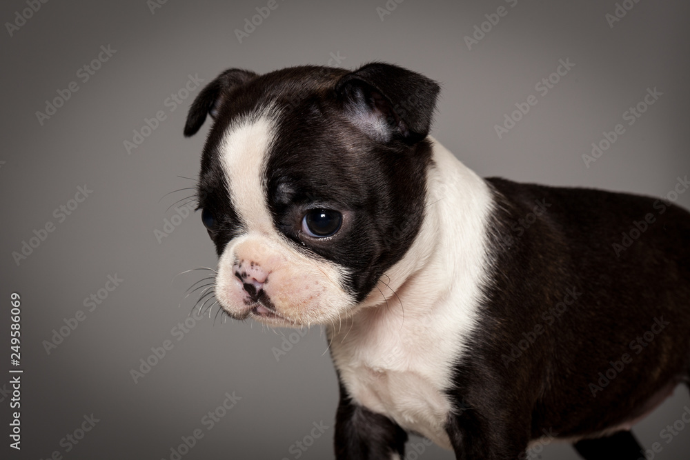 Cute puppy dog boston terrier portrait