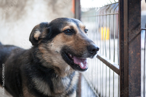 Cute, sad dog in shelter kennel