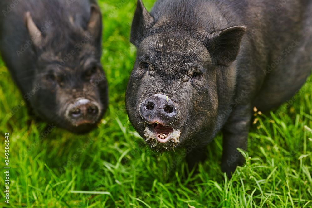 Cute fat pot-bellied pigs on free meadow of private farm Cute fat pot-bellied pigs on free meadow of private farm