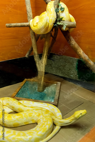The snakes are a suborder of the class of reptiles of the squad scaly.