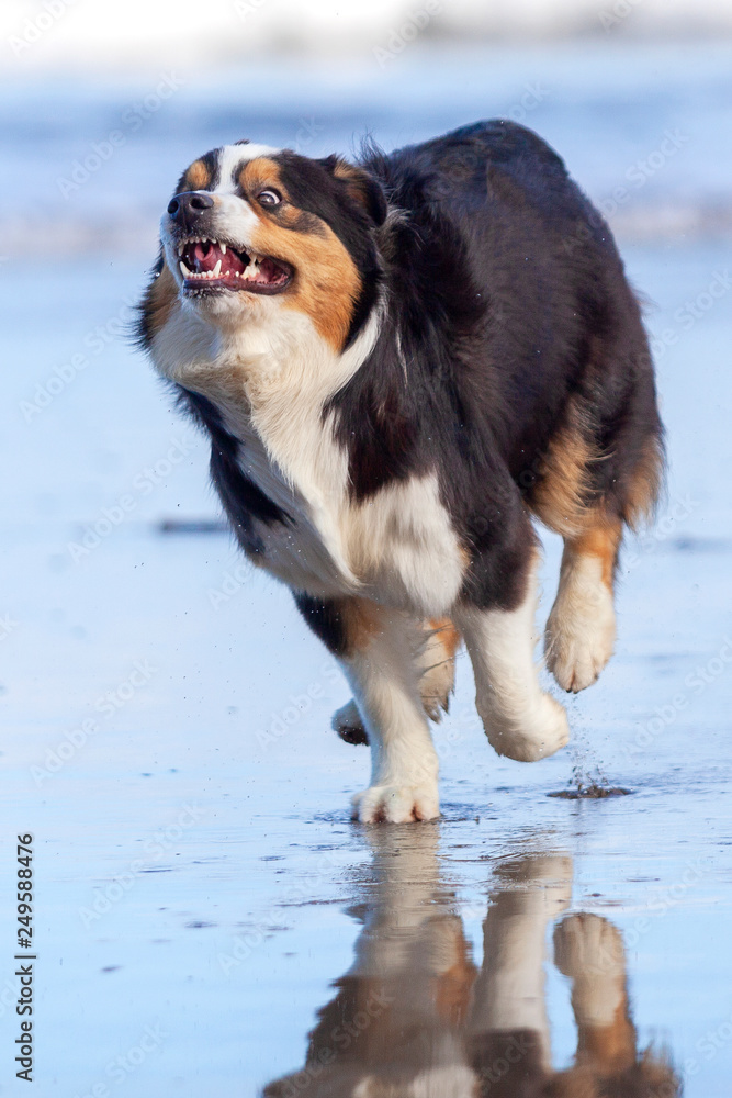 Perro Pastor Australiano corriendo por la playa a toda velocidad con una simpática expresión