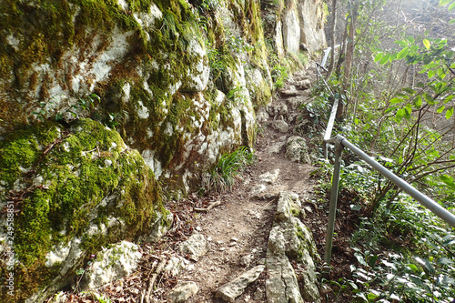 Footpath in the spring forest