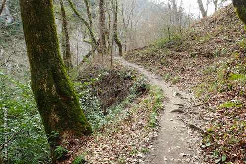 Footpath in the spring forest