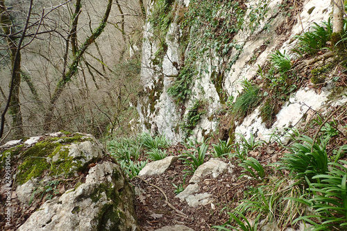Footpath in the spring forest