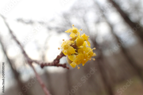  Blooming tree yellow flowers