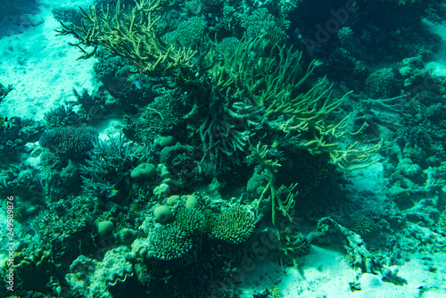 Marine Life in the Red Sea. red sea coral reef with hard corals  fishes and sunny sky shining through clean water - underwater photo. toned