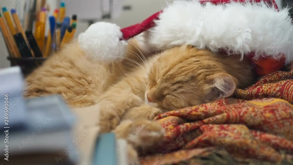 Cute ginger cat lying in Santa Claus red hat. Fluffy pet dozing on work table. Christmas and New Year holiday. Cute ginger cat lying in Santa Claus red hat. Fluffy pet dozing on work table. Christmas and New Year holiday.