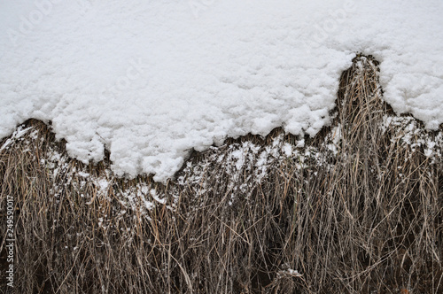 field grass under the snow