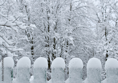 branches under a layer of snow