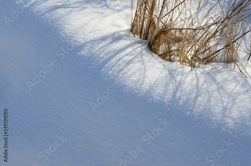field grass  in the snow