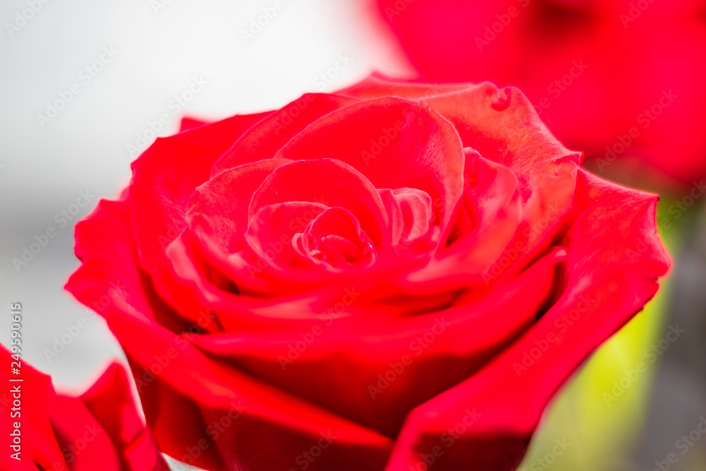 Single Red Rose