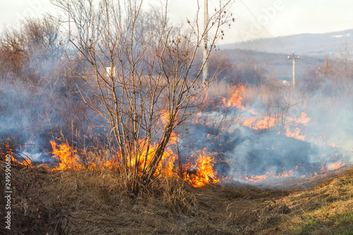 A large fire flame destroys dry grass and tree branches along the road. © shandor_gor