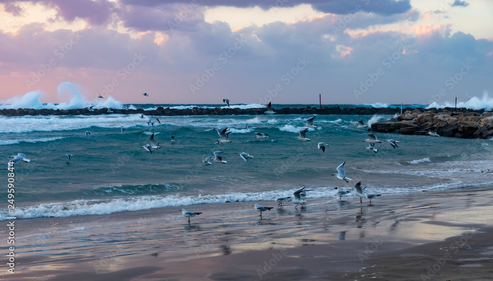 Seagulls at the Beach in Tel Aviv, Israel