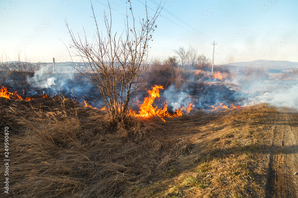 A large fire flame destroys dry grass and tree branches along the road.