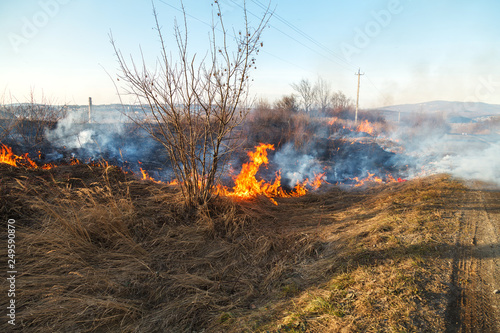 A large fire flame destroys dry grass and tree branches along the road.