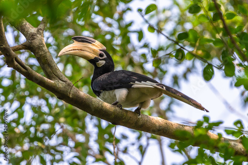 malabar pied hornbill. Yala Narional Park. Sri Lanka. photo