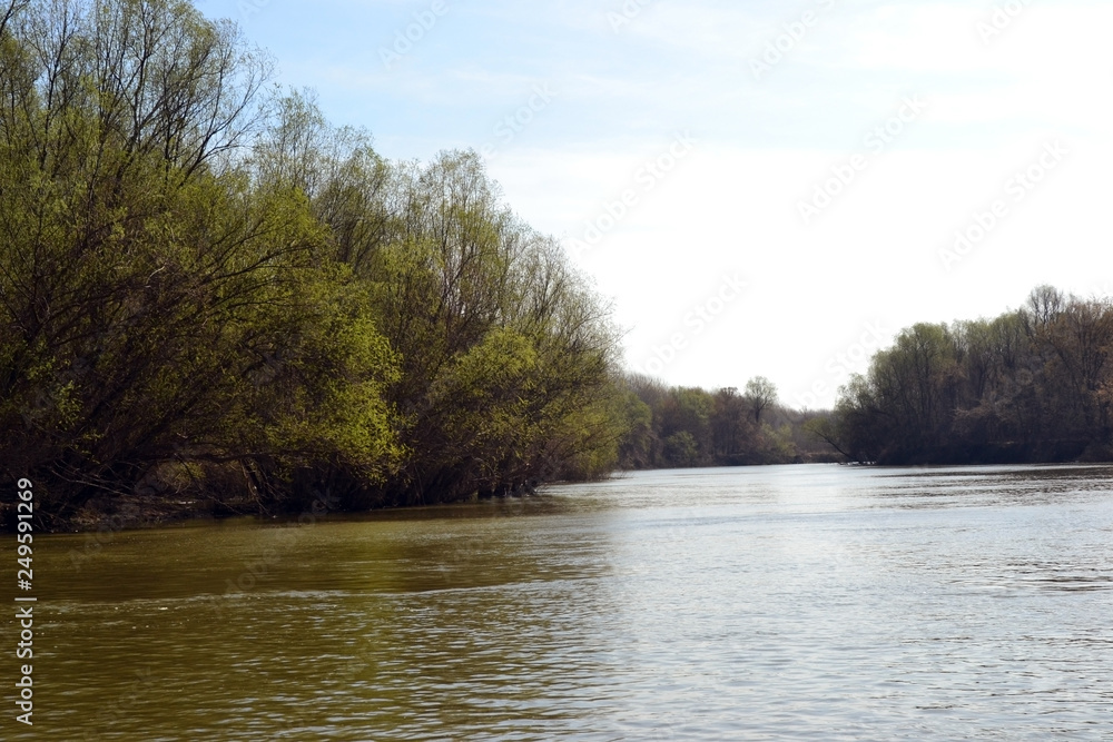 Fototapeta premium Spring through shallow forests on the shores of the Danube River