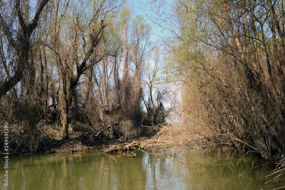 Mixed forests and natural shrubs in the Danube Islands Mixed forests and natural shrubs in the Danube Islands