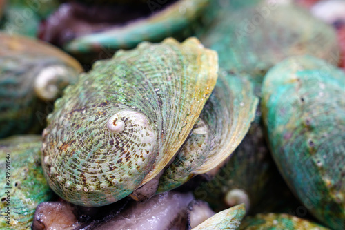Fresh green abalone shell for sale at a fish market in Sydney, Australia