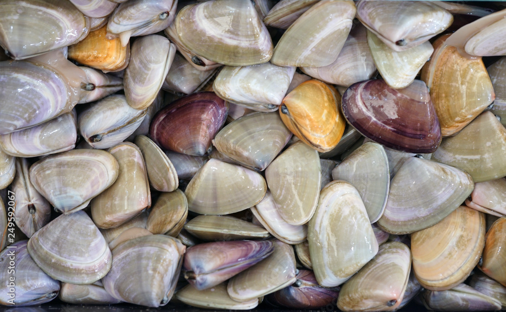 Fresh pipi shell (Paphies australis) for sale at a fish market in Sydney, Australia