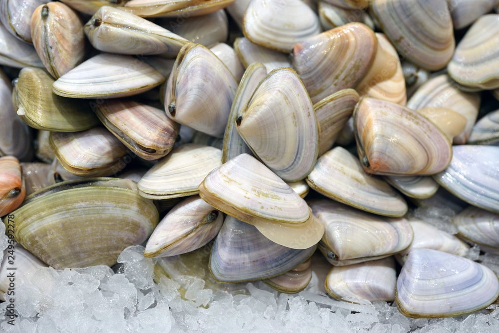 Fresh pipi shell (Paphies australis) for sale at a fish market in Sydney, Australia