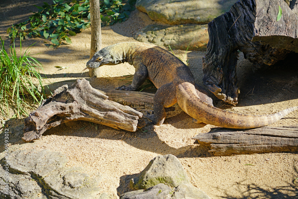 A Komodo Dragon lizard outdoors A Komodo Dragon lizard outdoors