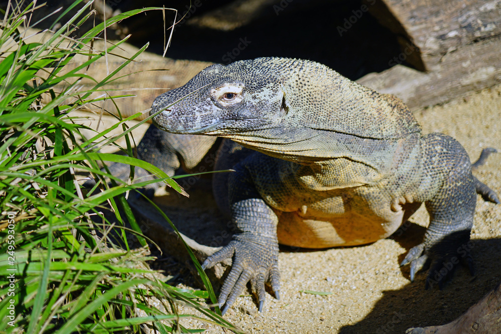 Obraz premium A Komodo Dragon lizard outdoors