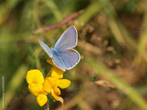 Polyommatus icarus - L'azuré commun appelé aussi argus bleu, répandu en Europe. Un petit papillon bleu des prairies,  au dessus des ailes pour les mâles et brun pour les femelles. photo