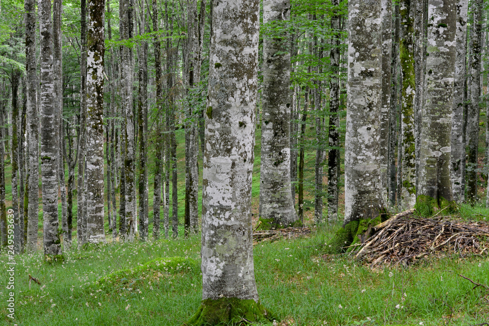 Fototapeta premium spring in the forest