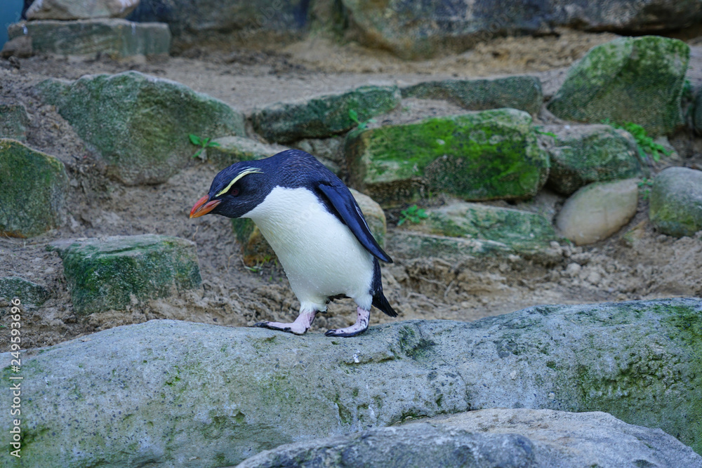 Fototapeta premium View of a Fiordland crested penguin (Eudyptes pachyrhynchus)