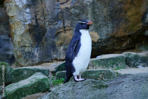 View of a Fiordland crested penguin (Eudyptes pachyrhynchus)