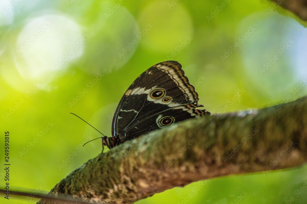 Fototapeta premium Borboleta