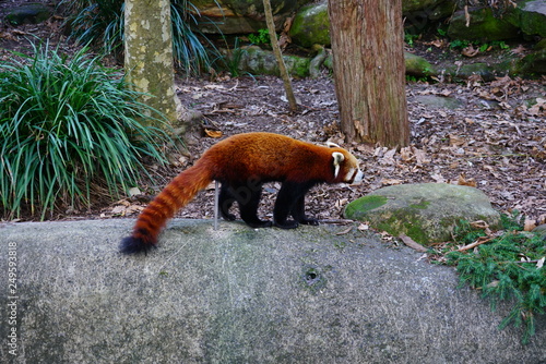 View of a Red Panda (Ailurus fulgens) in an outdoor park  photo