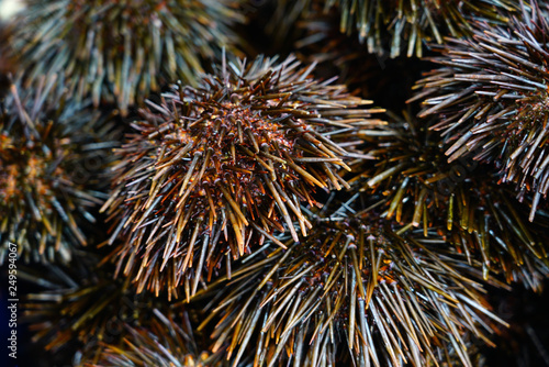 Fresh black sea urchins for sale at a seafood market in Sydney  Australia 