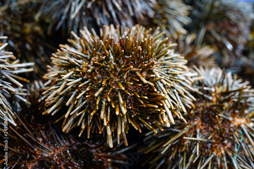 Photography Fresh black sea urchins for sale at a seafood market in Sydney, Australia