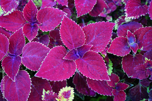 Red and green leaves of the coleus plant  Plectranthus scutellarioides