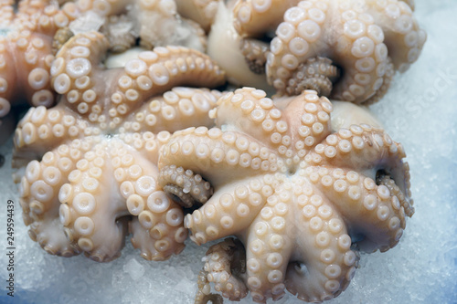 Fresh octopus on ice at a fish market in Sydney  Australia