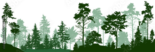 Forest silhouette trees. Evergreen coniferous forest with pines, fir trees,  christmas tree, cedar, Scotch fir. Vector illustration. (Every tree isolated, separate from each other, free-standing) photo