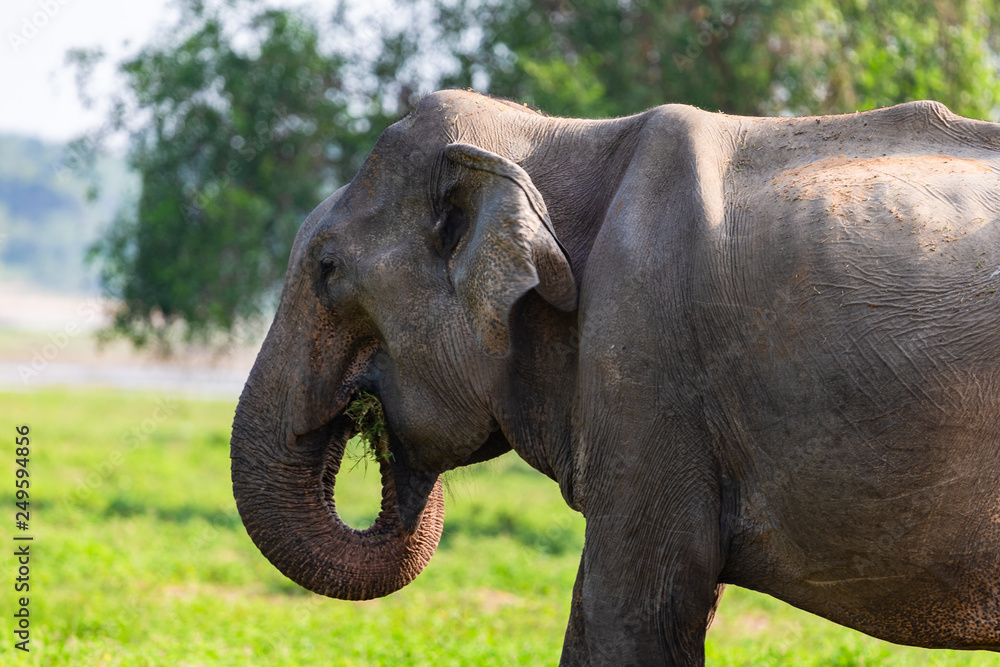 Fototapeta premium Asian elephant. Yala National Park. Sri Lanka.