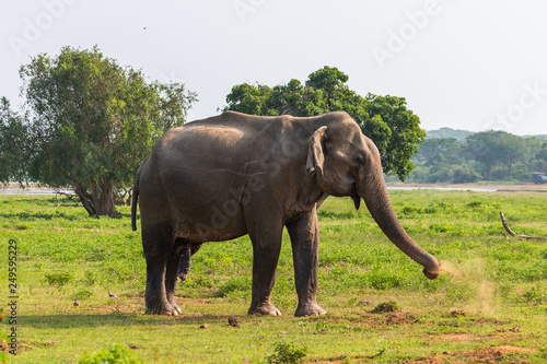 Asian elephant. Yala National Park. Sri Lanka. © mariusltu