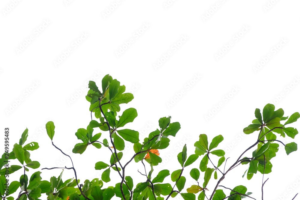 Indian almond tree leaves with branches on white isolated background for green foliage backdrop Indian almond tree leaves with branches on white isolated background for green foliage backdrop