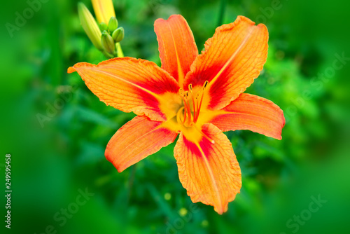 Beautiful orange daylily. © fotych