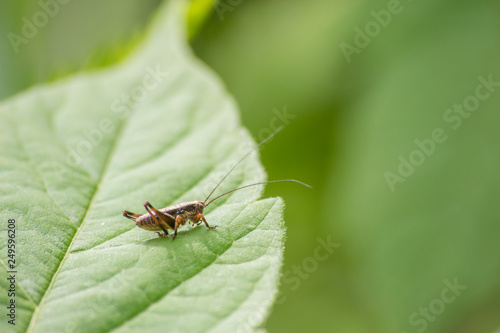 Macro photo of grasshopper close-up sitting on the grass on a blurred background of a summer landscape with green grass and in the sun