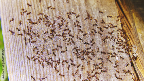 Ants inside woods of house