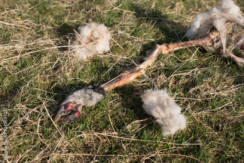 Remains of a sheep carcass in a field