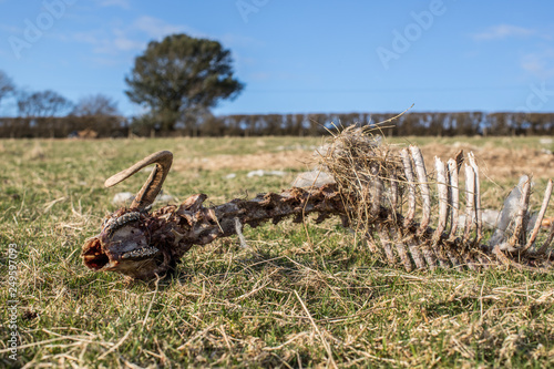 Remains of a sheep carcass in a field