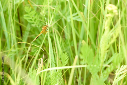 Peaceful summer landscape of the field with green grass and dragonfly sitting on a branch in the sun