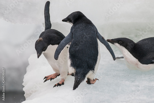 Adelie Penguin  juvenile on ice  Paulet island  Antarctica