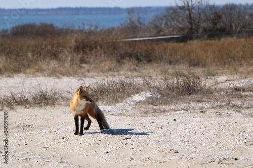 Fox on the Beach