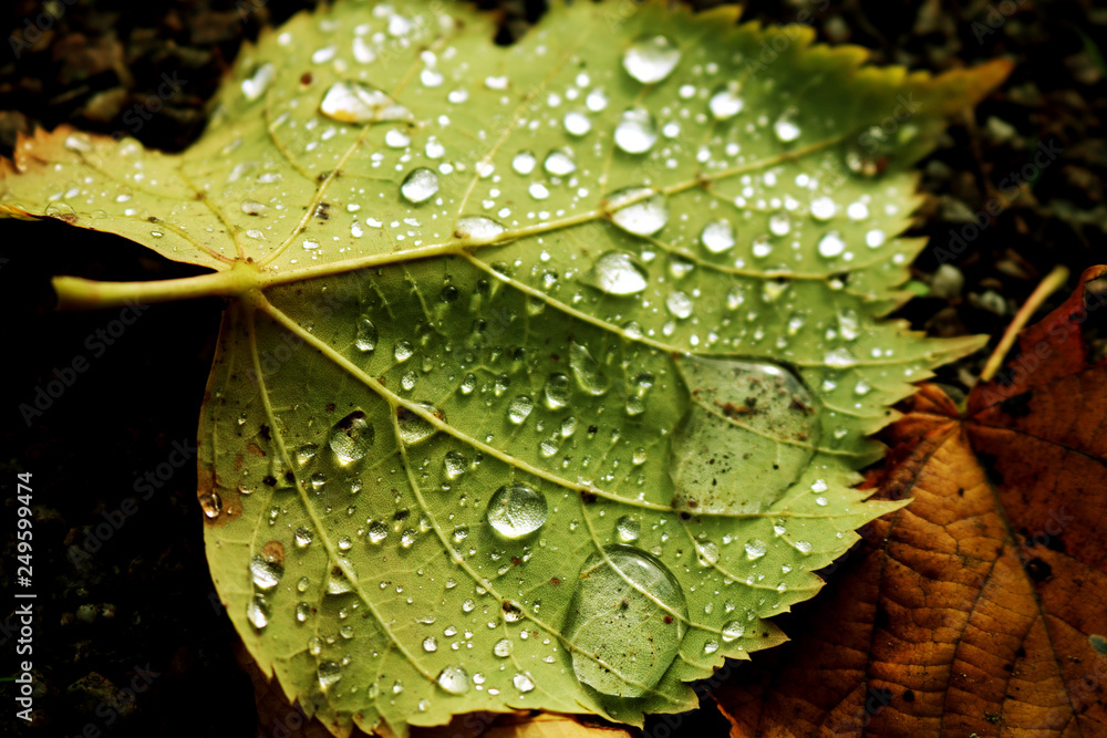 Fototapeta premium Regentropfenblatt